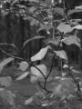 Fall 2003 Camping0108